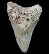 Bargain, Megalodon Tooth - North Carolina #80814-1